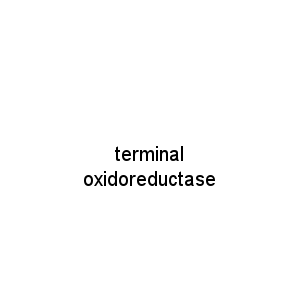 terminal oxidoreductase